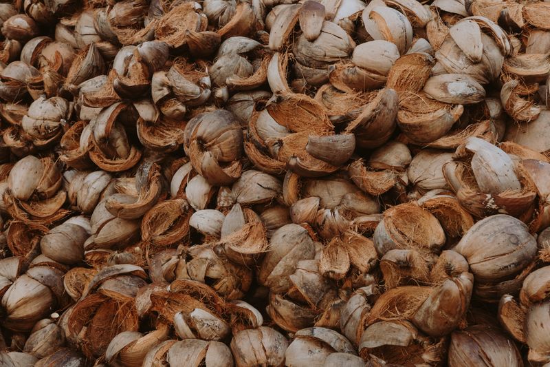 Sample dried coconut shells, raw material for coconut shell charcoal